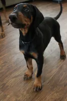 Mr. Black, a male Doberman Pinscher for sale in Murrieta, CA – 1 of 10