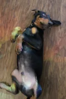Mr. Black, a male Doberman Pinscher for sale in Murrieta, CA – 6 of 10