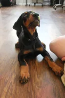 Mr. Black, a male Doberman Pinscher for sale in Murrieta, CA – 5 of 10