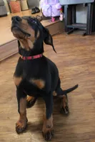 Mr. Red, a male Doberman Pinscher for sale in Murrieta, CA – 3 of 7