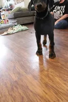 Mr. Green, a male Doberman Pinscher for sale in Murrieta, CA – 5 of 9