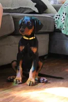 Mr. Yellow, a male Doberman Pinscher for sale in Murrieta, CA – 3 of 5