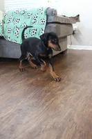 Mr. Black, a male Doberman Pinscher for sale in Murrieta, CA – 10 of 10