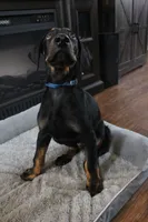 Mr. Blue, a male Doberman Pinscher for sale in Murrieta, CA – 6 of 7