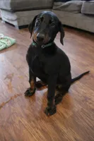 Mr. Green, a male Doberman Pinscher for sale in Murrieta, CA – 6 of 9