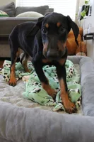 Ms. Purple, a female Doberman Pinscher for sale in Murrieta, CA – 2 of 8