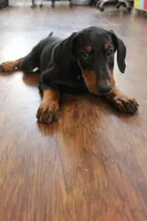 Mr. Black, a male Doberman Pinscher for sale in Murrieta, CA – 4 of 10