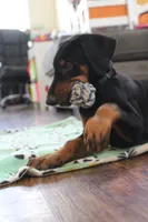 Mr. Black, a male Doberman Pinscher for sale in Murrieta, CA – 3 of 10