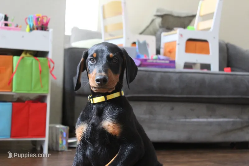 Mr. Yellow – Doberman Pinscher puppy for sale in Murrieta, CA