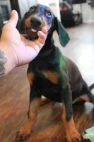 Mr. Black, a male Doberman Pinscher for sale in Murrieta, CA – 8 of 10