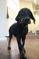 Mr. Orange, a male Doberman Pinscher for sale in Murrieta, CA – 9 of 9