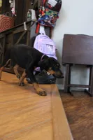 Ms. Purple, a female Doberman Pinscher for sale in Murrieta, CA – 6 of 8