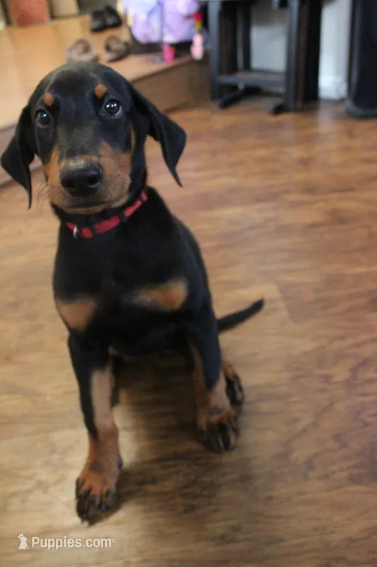 Mr. Red – Doberman Pinscher puppy for sale in Murrieta, CA