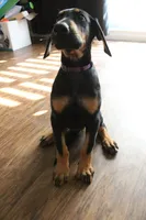 Ms. Purple, a female Doberman Pinscher for sale in Murrieta, CA – 8 of 8