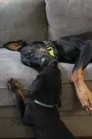 Mr. Green, a male Doberman Pinscher for sale in Murrieta, CA – 9 of 9