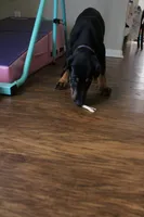 Ms. Purple, a female Doberman Pinscher for sale in Murrieta, CA – 4 of 8