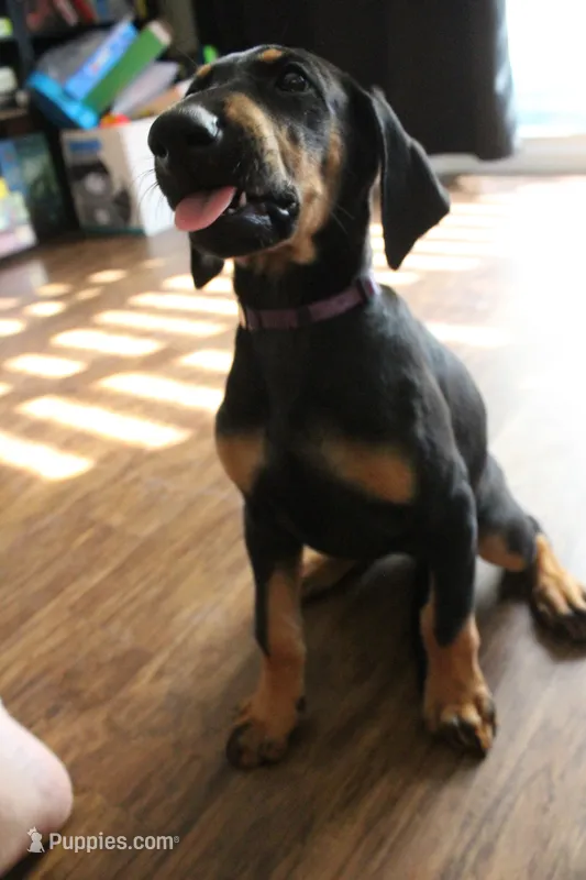 Ms. Purple – Doberman Pinscher puppy for sale in Murrieta, CA