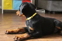 Mr. Yellow, a male Doberman Pinscher for sale in Murrieta, CA – 2 of 5