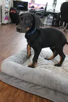 Mr. Blue, a male Doberman Pinscher for sale in Murrieta, CA – 4 of 7