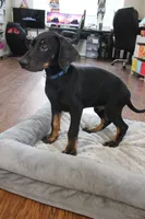 Mr. Blue, a male Doberman Pinscher for sale in Murrieta, CA – 5 of 7