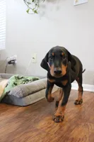 Mr. Red, a male Doberman Pinscher for sale in Murrieta, CA – 5 of 7