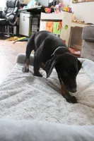 Mr. Green, a male Doberman Pinscher for sale in Murrieta, CA – 2 of 9
