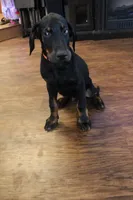 Mr. Orange, a male Doberman Pinscher for sale in Murrieta, CA – 3 of 9