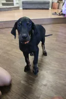 Mr. Orange, a male Doberman Pinscher for sale in Murrieta, CA – 8 of 9