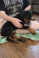 Mr. Black, a male Doberman Pinscher for sale in Murrieta, CA – 7 of 10
