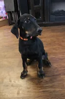 Mr. Orange, a male Doberman Pinscher for sale in Murrieta, CA – 4 of 9