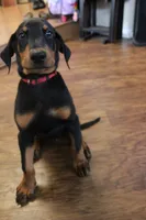 Mr. Red, a male Doberman Pinscher for sale in Murrieta, CA – 4 of 7