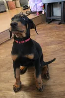 Mr. Red, a male Doberman Pinscher for sale in Murrieta, CA – 6 of 7