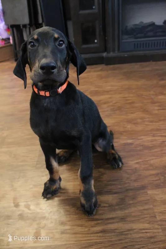 Mr. Orange – Doberman Pinscher puppy for sale in Murrieta, CA