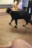 Mr. Orange, a male Doberman Pinscher for sale in Murrieta, CA – 5 of 9