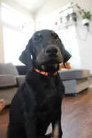 Mr. Orange, a male Doberman Pinscher for sale in Murrieta, CA – 7 of 9