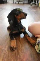 Mr. Black, a male Doberman Pinscher for sale in Murrieta, CA – 2 of 10