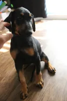 Ms. Purple, a female Doberman Pinscher for sale in Murrieta, CA – 7 of 8