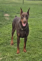 Black/Rust Male 💯 Import Parents, a male Doberman Pinscher for sale in Dandridge, TN – 10 of 10