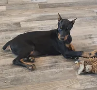 Black/Rust Female 💯 Import Parents, a female Doberman Pinscher for sale in Dandridge, TN – 1 of 6