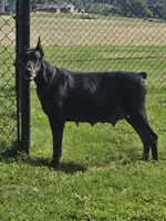 Pink Female/ 💯 Import Parents, a female Doberman Pinscher for sale in Dandridge, TN – 5 of 6
