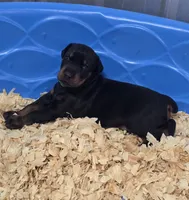 Justice/ 💯 Import Parents, a male Doberman Pinscher for sale in Dandridge, TN – 3 of 7