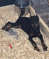 Black/Rust Male 💯 Import Parents, a male Doberman Pinscher for sale in Dandridge, TN – 2 of 10