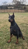 Pink Female/ 💯 Import Parents, a female Doberman Pinscher for sale in Dandridge, TN – 6 of 6