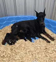 Pink Female/ 💯 Import Parents, a female Doberman Pinscher for sale in Dandridge, TN – 4 of 6