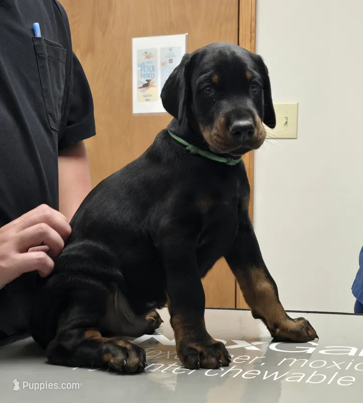 Justice/ 💯 Import Parents – Doberman Pinscher puppy for sale in Dandridge, TN