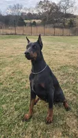 Black/Rust Male 💯 Import Parents, a male Doberman Pinscher for sale in Dandridge, TN – 6 of 10