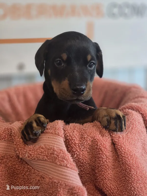 Pink Female/ 💯 Import Parents – Doberman Pinscher puppy for sale in Dandridge, TN