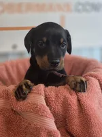 Pink Female/ 💯 Import Parents, a female Doberman Pinscher for sale in Dandridge, TN – 1 of 6