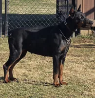 Black/Rust Female 💯 Import Parents, a female Doberman Pinscher for sale in Dandridge, TN – 5 of 6
