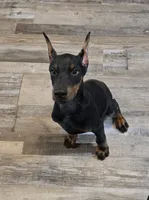 Black/Rust Male 💯 Import Parents, a male Doberman Pinscher for sale in Dandridge, TN – 3 of 10